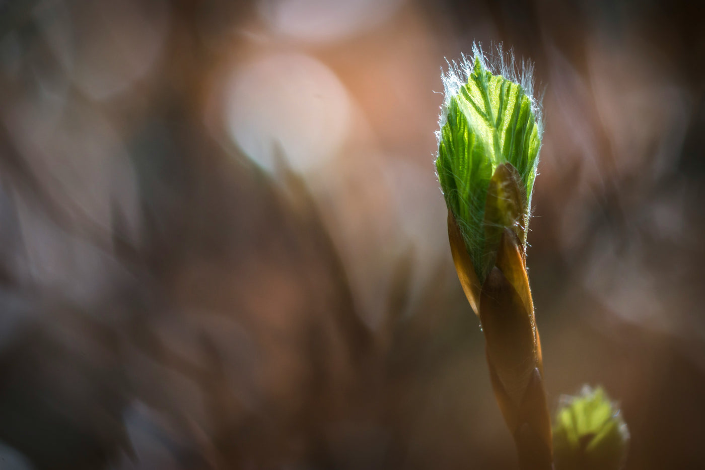 Mars prépare le Printemps !