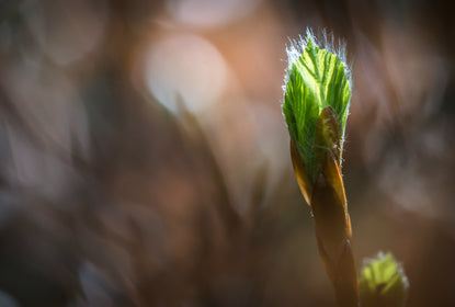 Mars prépare le Printemps !