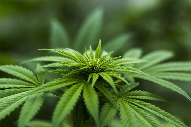Le Chanvre, son Cannabidiol (CBD) et ses bienfaits