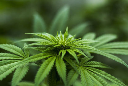 Le Chanvre, son Cannabidiol (CBD) et ses bienfaits