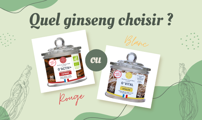 Ginseng rouge ou ginseng blanc : comment choisir ?