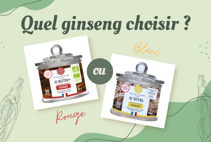 Ginseng rouge ou ginseng blanc : comment choisir ?