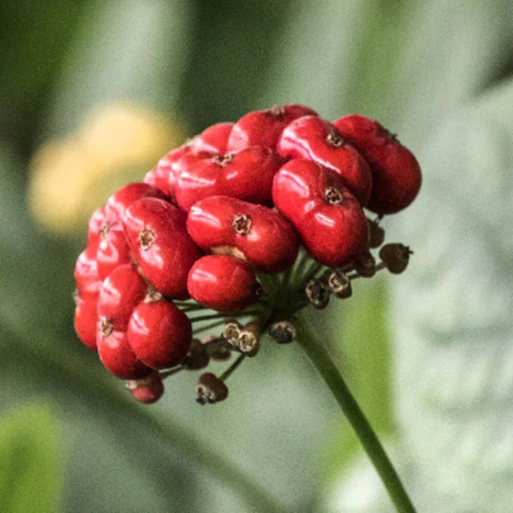 100% Ginseng français