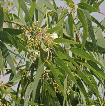 Huile essentielle d'Eucalyptus citronné BIO